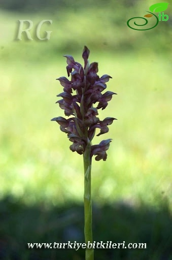 Ssp coriophora-Ankara