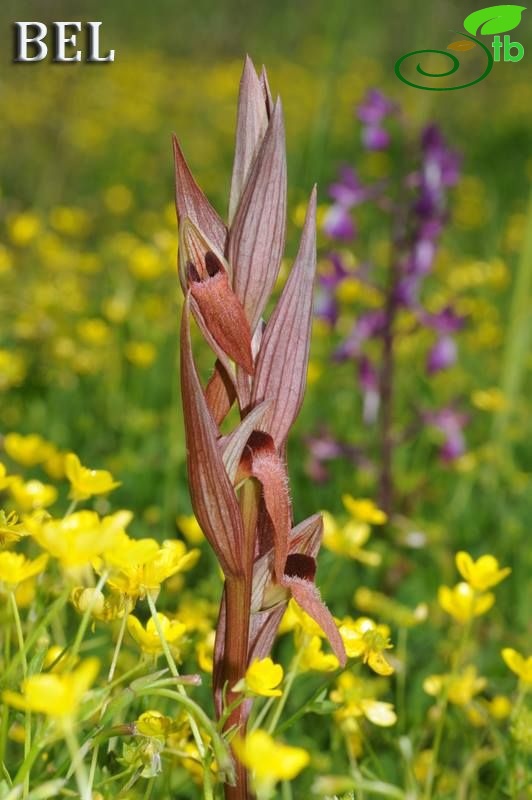 subsp. artemisiae