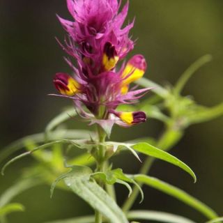 var. elatius-Trabzon