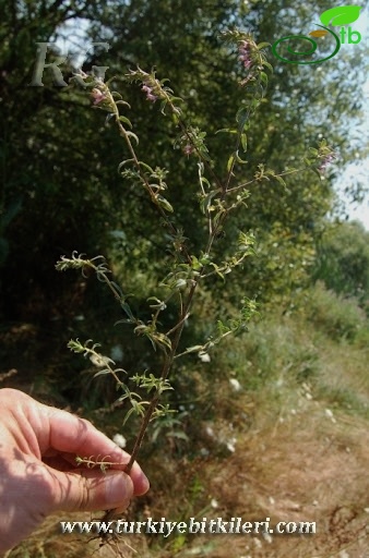 Yeniçağa-Bolu