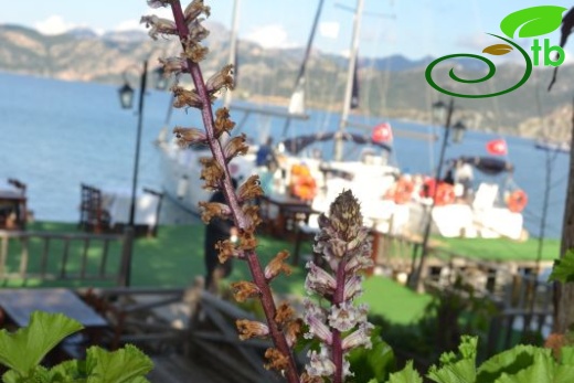 Marmaris-Muğla
