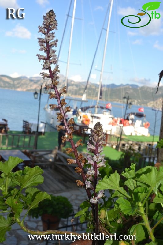 Marmaris-Muğla