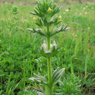 subsp. flaviflora-Batman