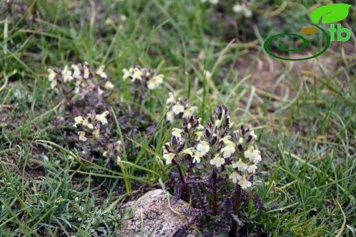 Hakkari