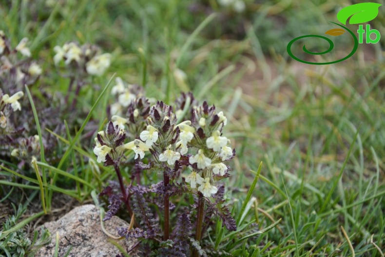 Hakkari