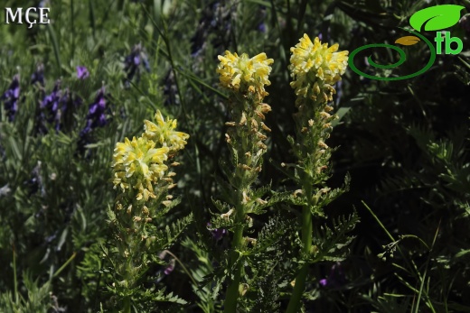 var. acmodonta- Hakkari