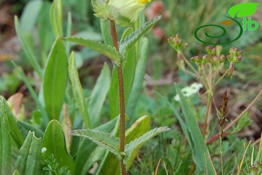 Kaçkar dağları