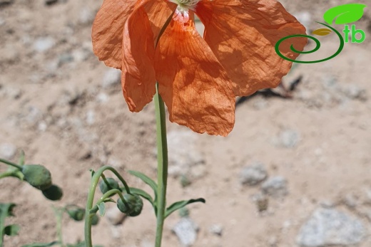 Hakkari 