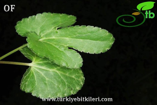 İsrail
