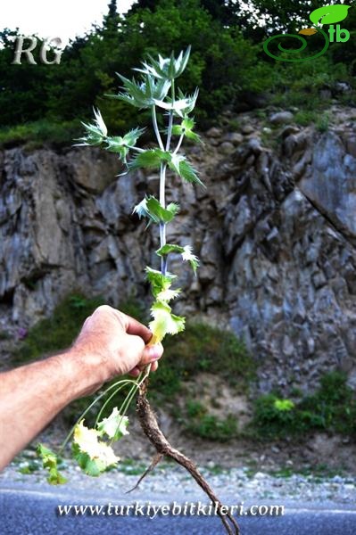 İkizdere-Rize