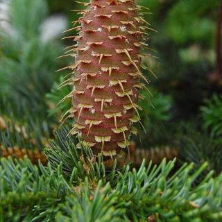 subsp. equi-trojani-Kazdağları