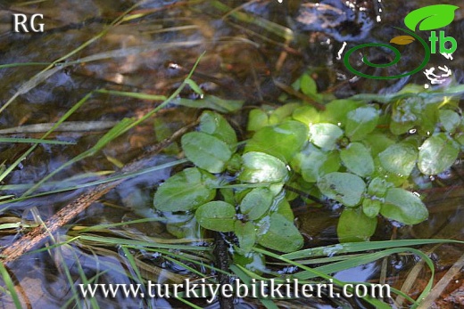 Marmaris-Muğla