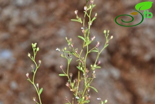 ssp pterosporum-Muğla