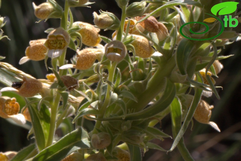 Sandras dağı-Köyceğiz