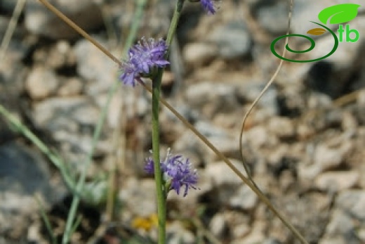 Yunak-Konya