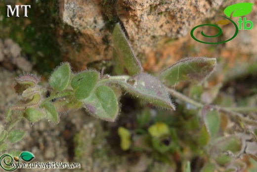 ssp integrifolia-İstanbul