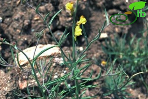 ssp linifolia-Ankara