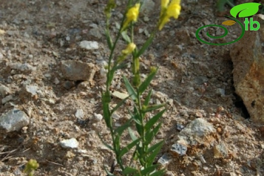 ssp genistifolia-Gerede-Bolu