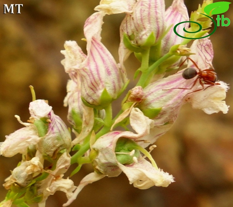 Subsp. artvinensis-Artvin
