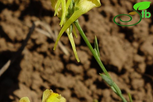 subsp. pycnophylla-Erzurum