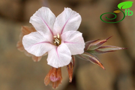 var purpurascens- Sandras dağı