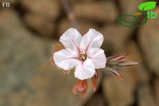 var purpurascens- Sandras dağı