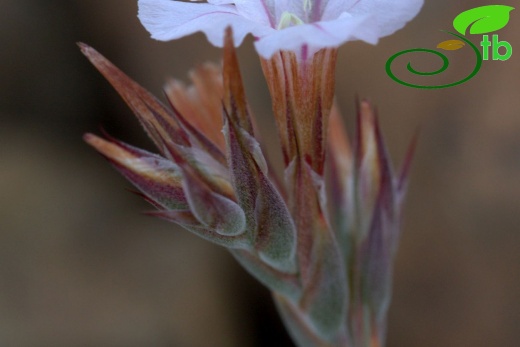 var purpurascens- Sandras dağı