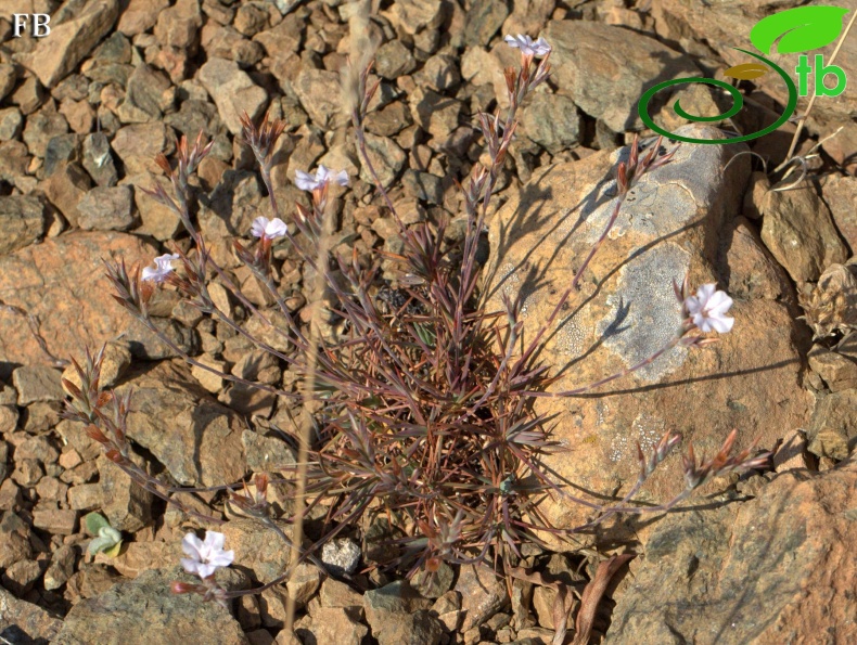 var purpurascens- Sandras dağı