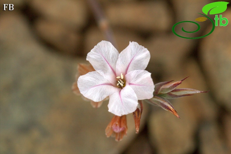 var purpurascens- Sandras dağı