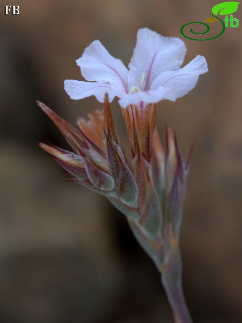 var purpurascens- Sandras dağı