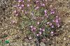 var. assyriacum-Mardin