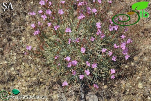 var. assyriacum-Mardin