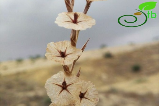 var. venustum-Şanlıurfa