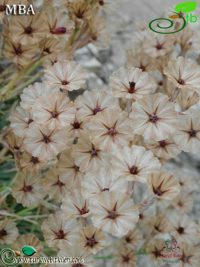 var. venustum-Şanlıurfa