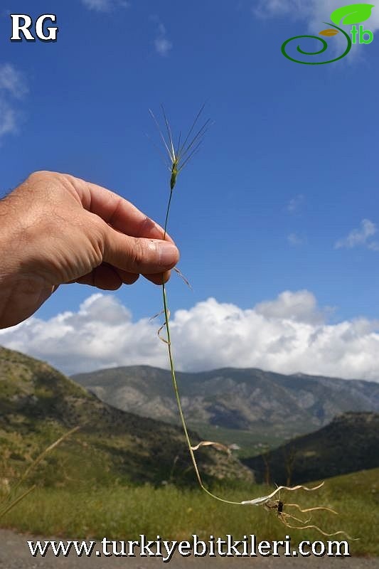 Datça-Muğla