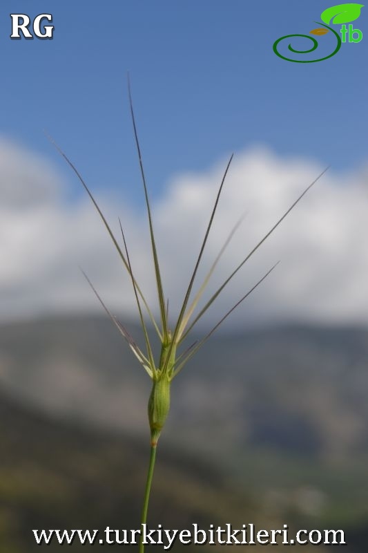 Datça-Muğla