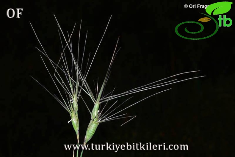İsrail