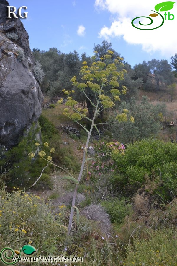 Datça-Muğla