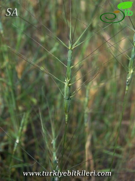 subsp. triuncialis