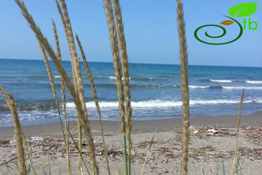 subsp. arundinacea-Samsun
