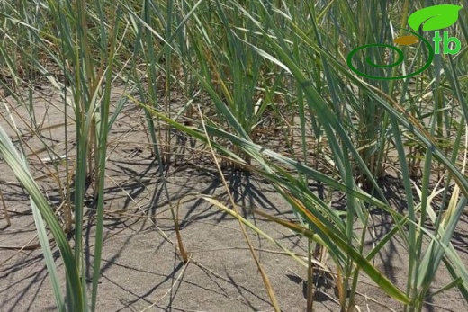 subsp. arundinacea-Samsun