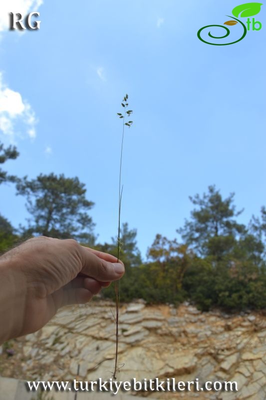 Datça-Muğla
