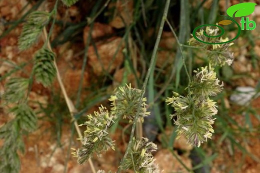 subsp. glomerata-İstanbul