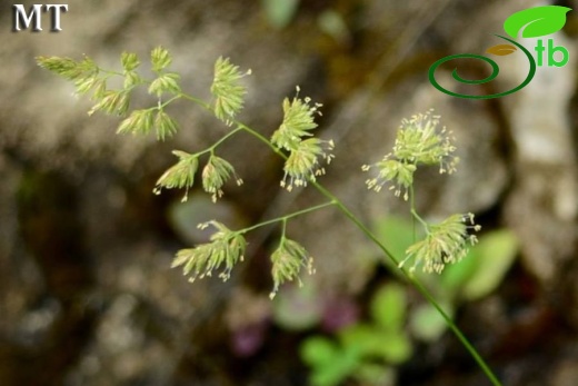 subsp. glomerata-İstanbul