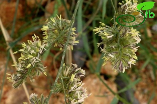 subsp. glomerata-İstanbul