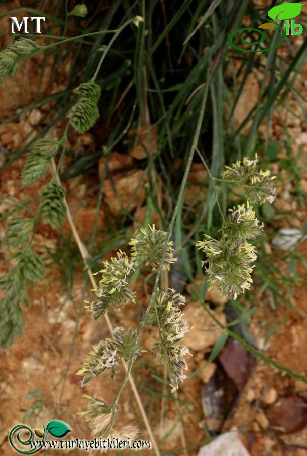 subsp. glomerata-İstanbul
