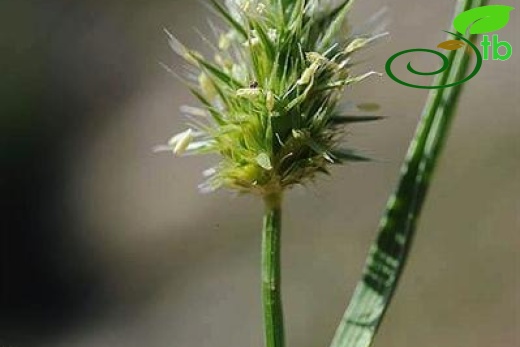 İsrail