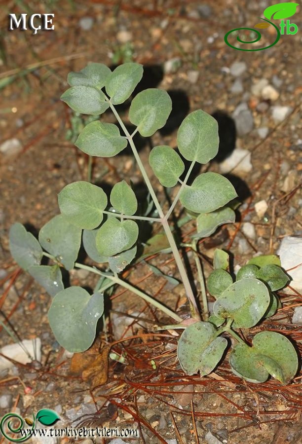 Amanos dağları-Osmaniye