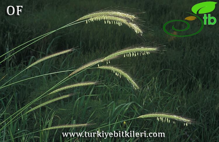 İsrail
