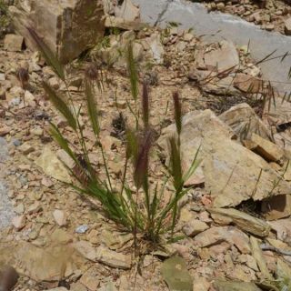 ssp leporinum-Datça-Muğla